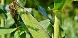 Skuteczna ochrona upraw kukurydzy