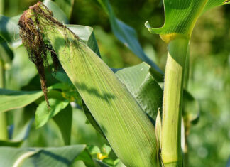 Skuteczna ochrona upraw kukurydzy
