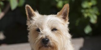 Jak być stanowczym rodzicem?